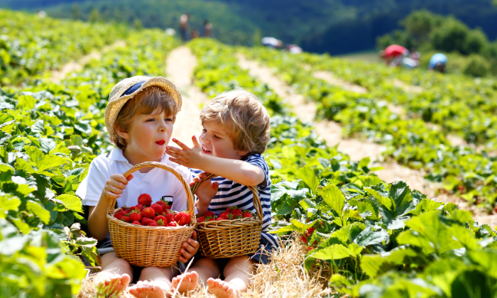 erdbeeren pflücken in der nähe